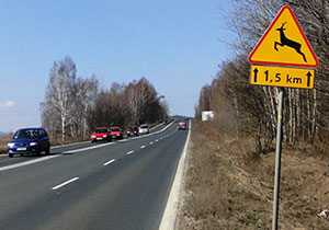 zwierz�ta dzikie na odcinku 1,5 kilometra